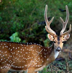 Kabini safari and resort view