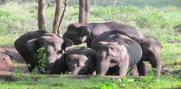 Nagarahole and Coorg tour