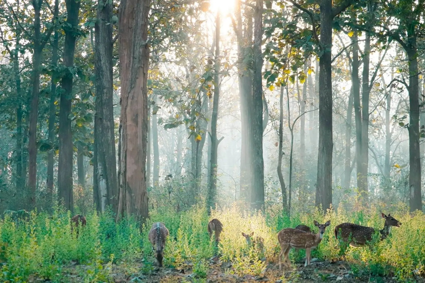 Nagarahole wildlife safari