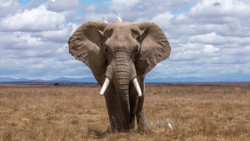 Elephant herd