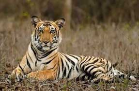 Bengal tiger in Nagarahole