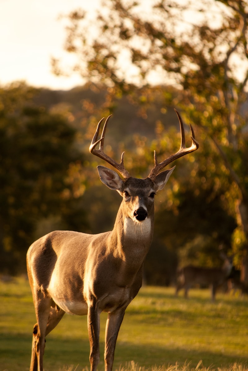Spotted deer near Nagarahole forest