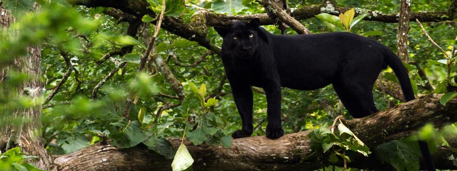 nagarahole black panther