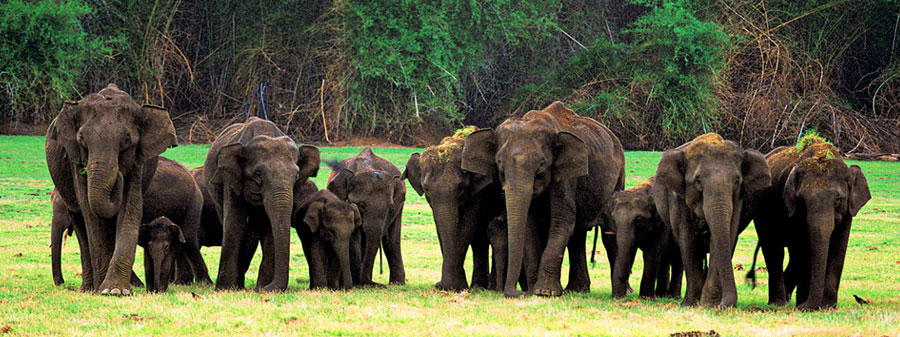 elephants sightseeing