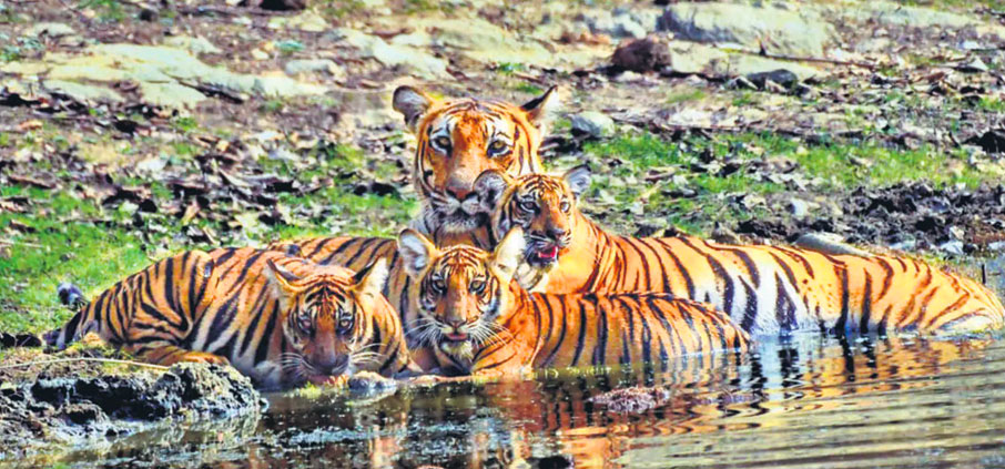 nagarahole park tigers