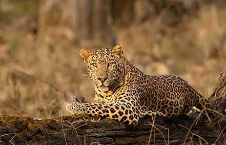 jeep safari in nagarahole