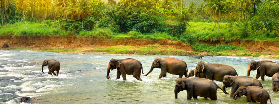 nagarahole elephants safari