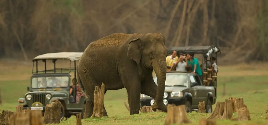 elephant safari