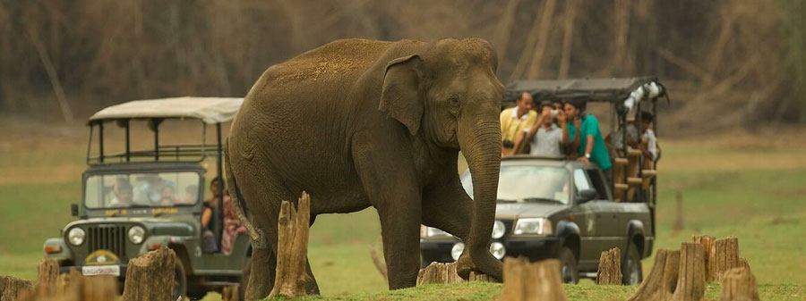 elephant safari