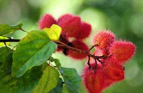 flora in nagarahole