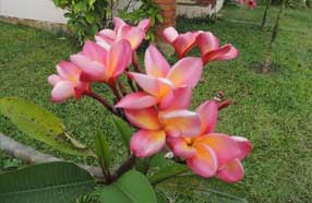 flowers in nagarahole