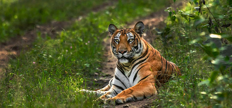 nagarahole tiger nature