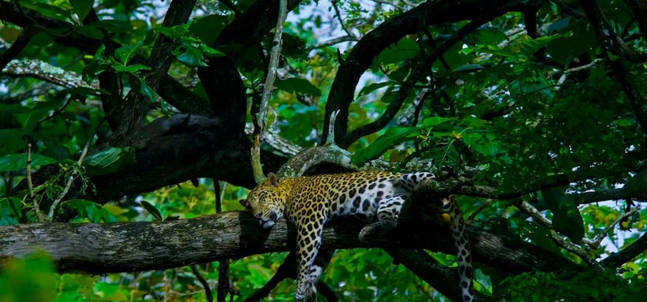 nagarahole biodiversity