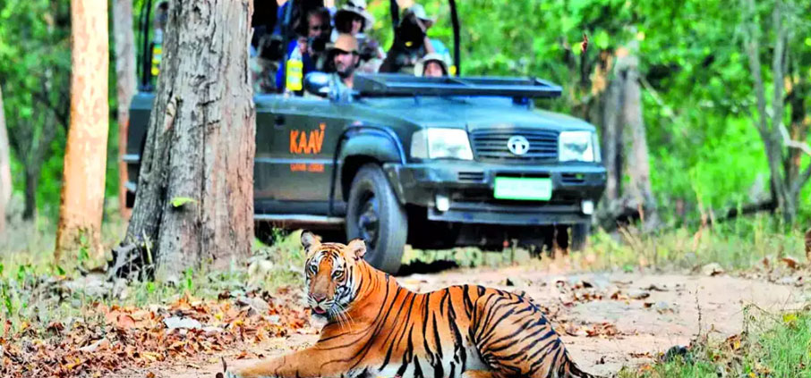 nagarahole tiger tour