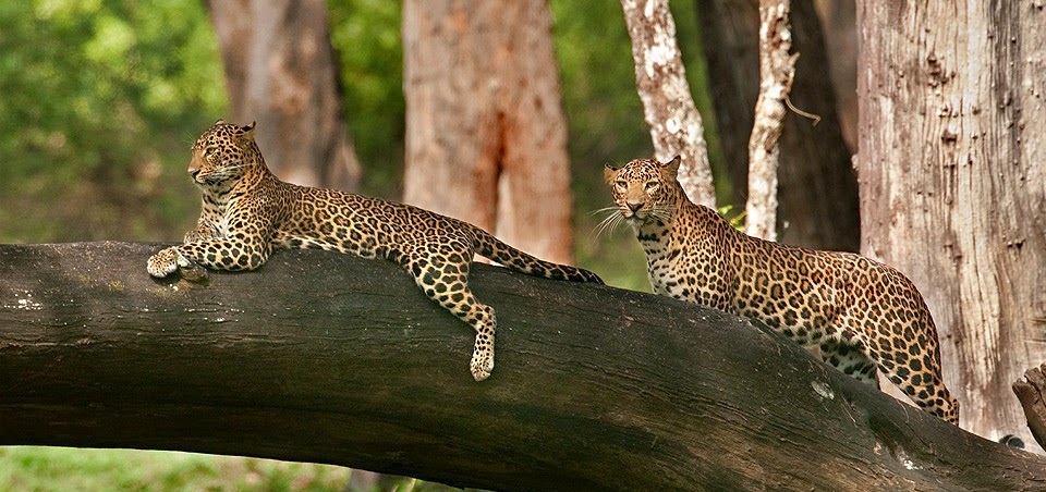 tour of nagarahole park 