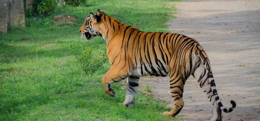 tiger in nagarhole 