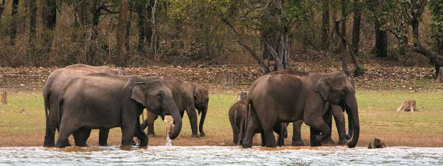 nagarahole jungle safari