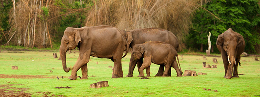 nagarahole elephants