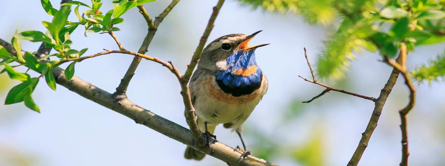 birds watching in nagarahole