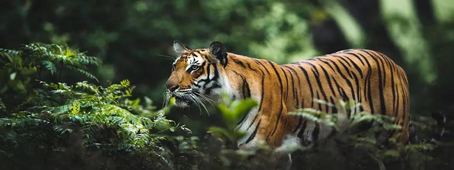 bangal tiger in nagarahole