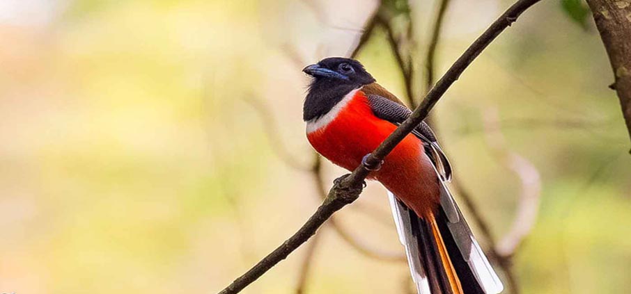 birds of nagarahole 