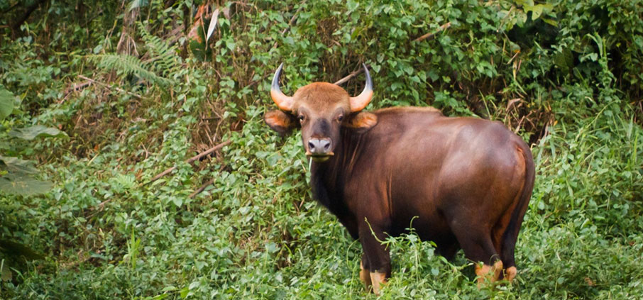 gaur nagarhole