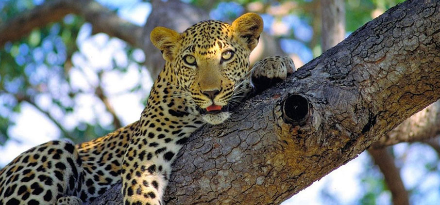 nagarahole leopard