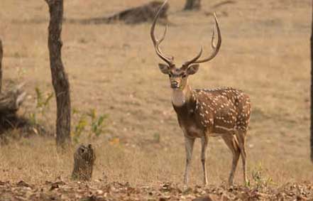 nagarahole term condition