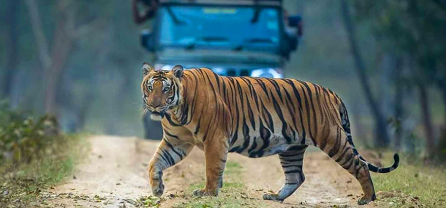 nagarhole tiger