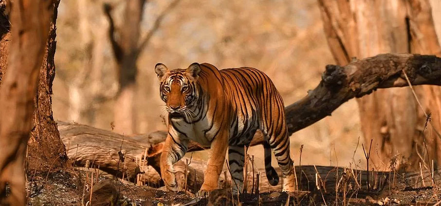 tiger in nagarahole